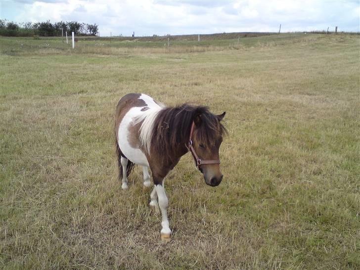 Miniature Lindegaardens Surprise - Nyt taget d. 2 aug. 2008. billede 11