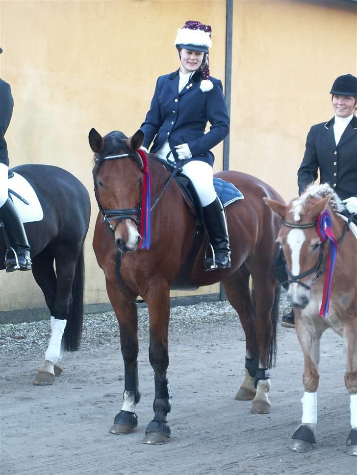 Dansk Varmblod Saxo Søndergård(R.I.P!) - velkommen til smukke saxo´s porfil(: Vær sød at ligge en komentar?(: billede 1