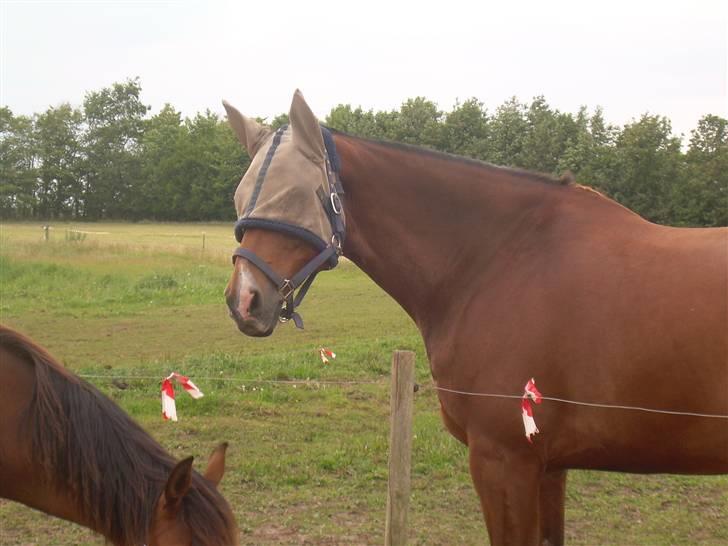 Dansk Varmblod Saxo Søndergård(R.I.P!) - Ser jeg ikke bare klog ud??q: billede 2