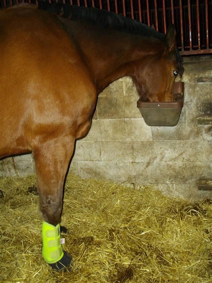 Dansk Varmblod Saxo Søndergård(R.I.P!) - Mums saxo´mann!:D <33 billede 3