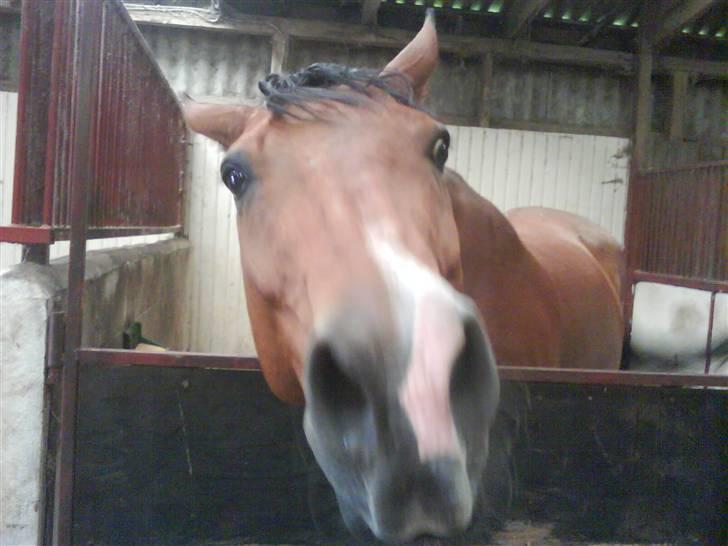 Dansk Varmblod Saxo Søndergård(R.I.P!) - ´´Er det mad du står med´´? billede 4