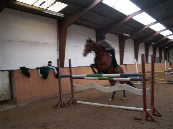 Dansk Varmblod Saxo Søndergård(R.I.P!) billede 5