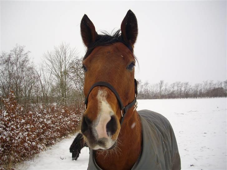 Dansk Varmblod Saxo Søndergård(R.I.P!) billede 6