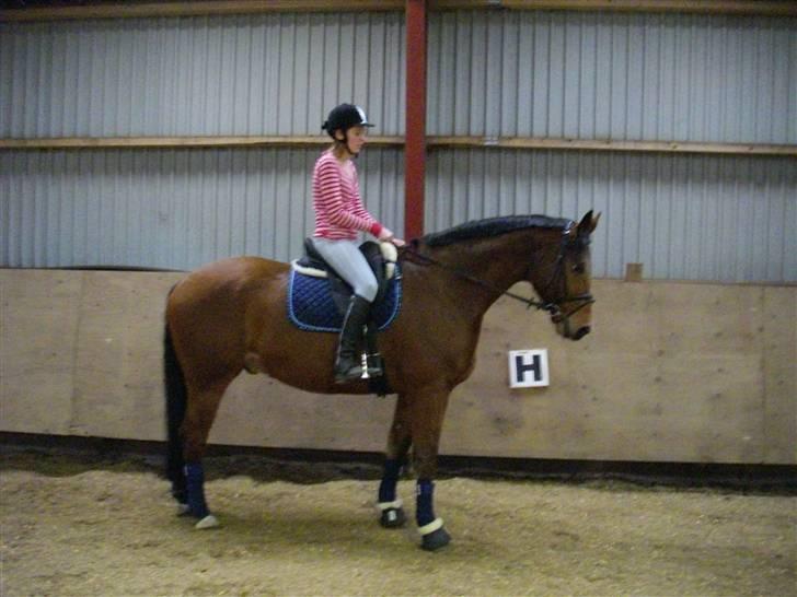 Dansk Varmblod Saxo Søndergård(R.I.P!) - Så fin jeg er<3 billede 7