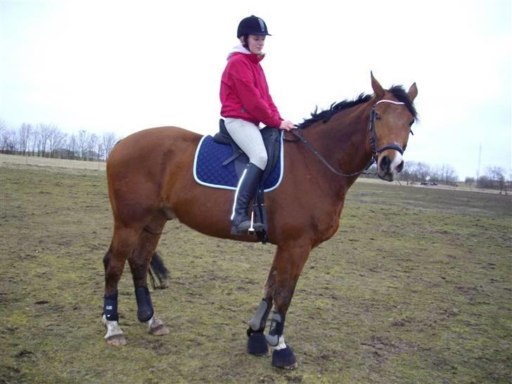 Dansk Varmblod Saxo Søndergård(R.I.P!) billede 8