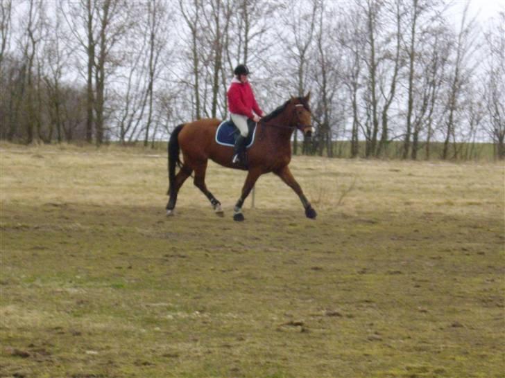 Dansk Varmblod Saxo Søndergård(R.I.P!) - Han kan da smide med benene!!!!:D billede 9