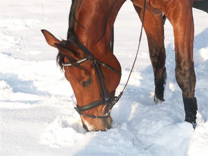 Dansk Varmblod Saxo Søndergård(R.I.P!) - Hmm det smager godt!(: billede 10