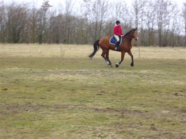 Dansk Varmblod Saxo Søndergård(R.I.P!) - Såå smuk! som altid saxo!*-: billede 12