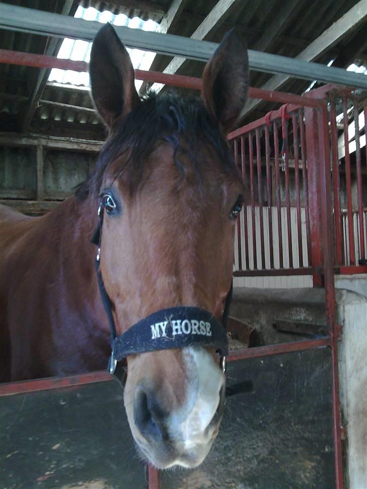 Dansk Varmblod Saxo Søndergård(R.I.P!) - My horse! Alt tid saxo!;D <3 billede 13