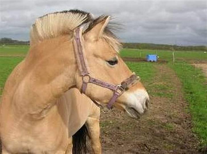Fjordhest Pop (har passet) R.I.P<3 - ca, 4år gammelt billede billede 1