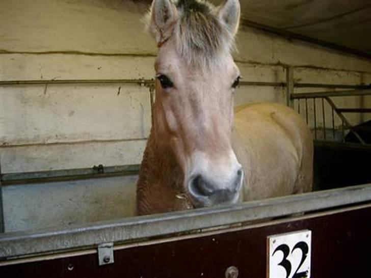 Fjordhest Pop (har passet) R.I.P<3 - ca, 4år gammelt billede billede 2