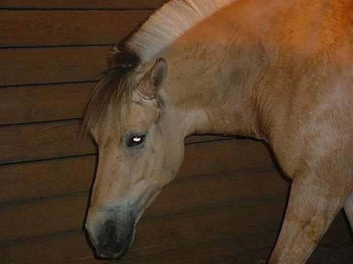 Fjordhest Pop (har passet) R.I.P<3 - ca, 4år gammelt billede billede 3