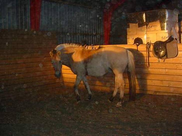 Fjordhest Pop (har passet) R.I.P<3 - ca, 4år gammelt billede billede 4