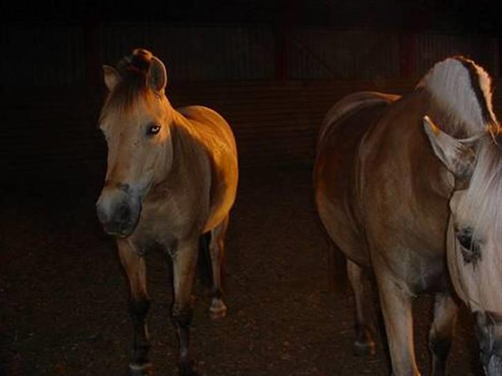 Fjordhest Pop (har passet) R.I.P<3 - ca, 4år gammelt billede billede 5