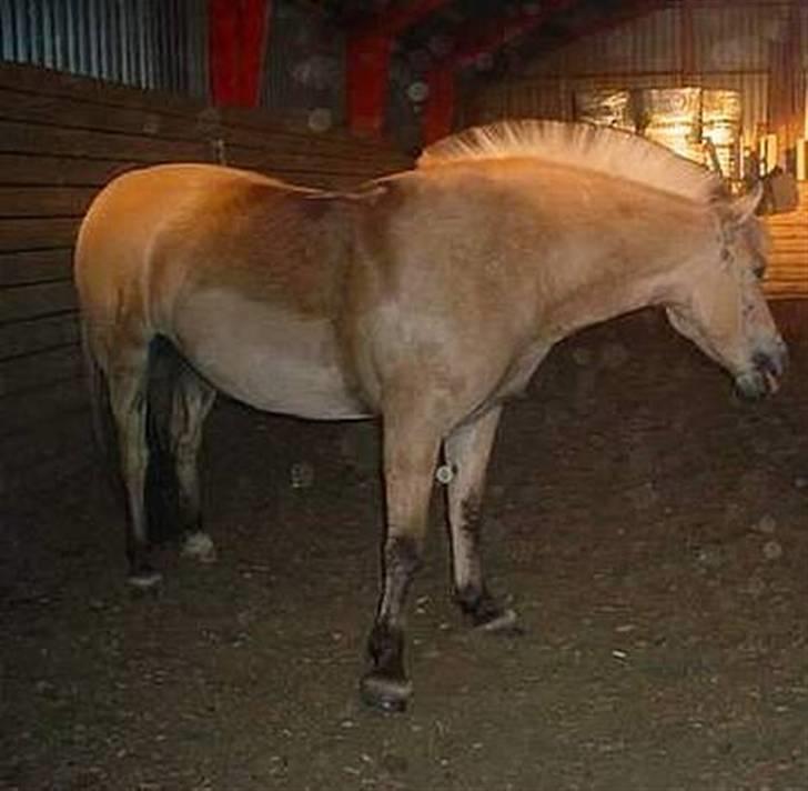 Fjordhest Pop (har passet) R.I.P<3 - ca, 4år gammelt billede billede 6