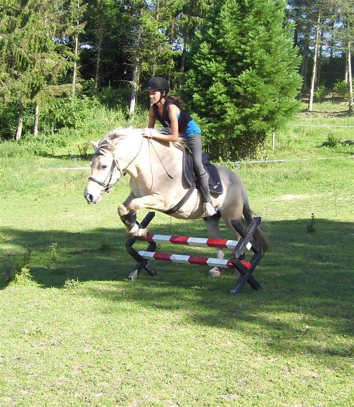 Fjordhest Max Mule - Max over et meget lille spring til opvarmning - men det skal der jo også være plads til. Det ligner at han springer lidt tungt på dette billede, hvilket slet ikke er noget han gør! :-) billede 12