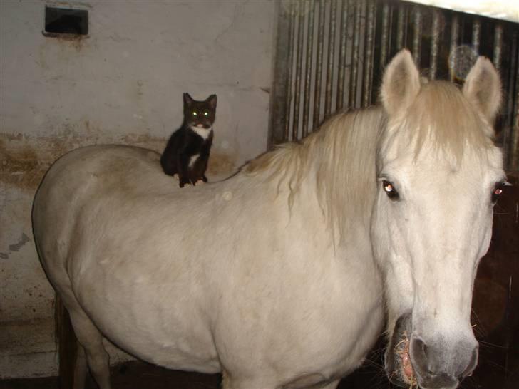 Dartmoor Kitti / Nekita frydenlund - Kitti med en kat på ryggen... billede 8