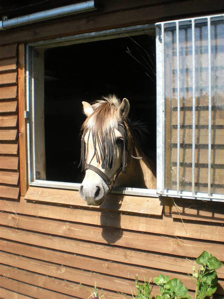 Fjordhest Max Mule - Med hovedet ud af sit højt elskede vindue :D  billede 13