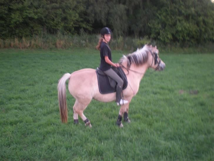 Fjordhest Max Mule - Lige efter en god galop på marker med Sasha og Bobby. :D <3 billede 14