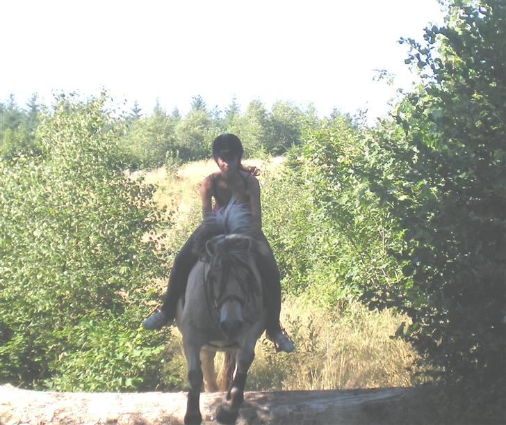 Fjordhest Max Mule - Et lille hop i skoven. Fotograf : Sasha. <33 billede 15