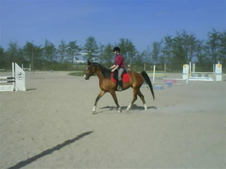 Anden særlig race Abi   gone ); billede 12