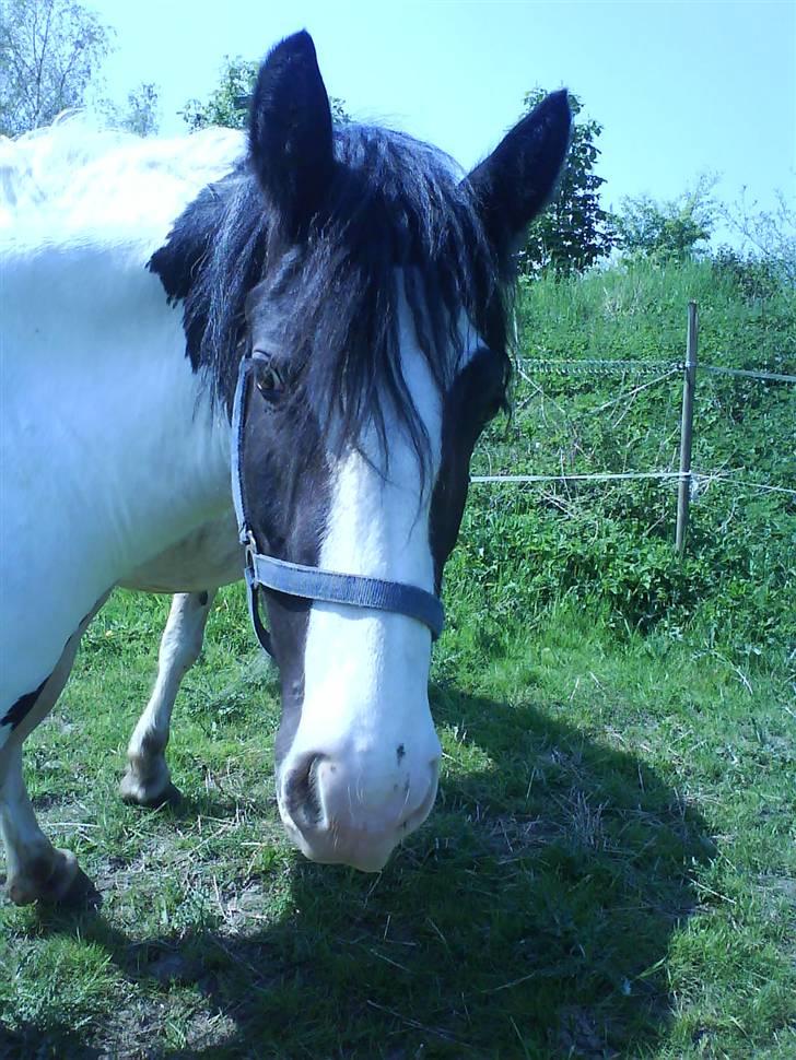 Irish Cob Tequila - <33 billede 13