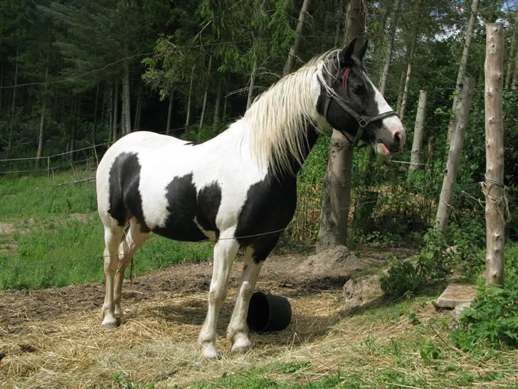 Irish Cob Alicia - Det røde ved hendes pandelok er sådan en flue´ting hun har fået drejet lidt sjovt (; billede 10