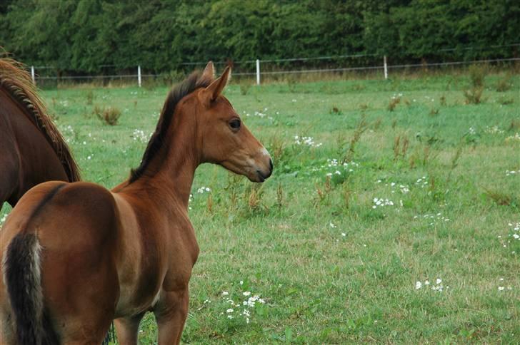 Dansk Varmblod Kastaniegården´s  Nedina  billede 4
