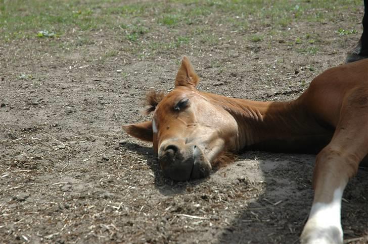 Dansk Varmblod Kastaniegården´s  Nedina  billede 5