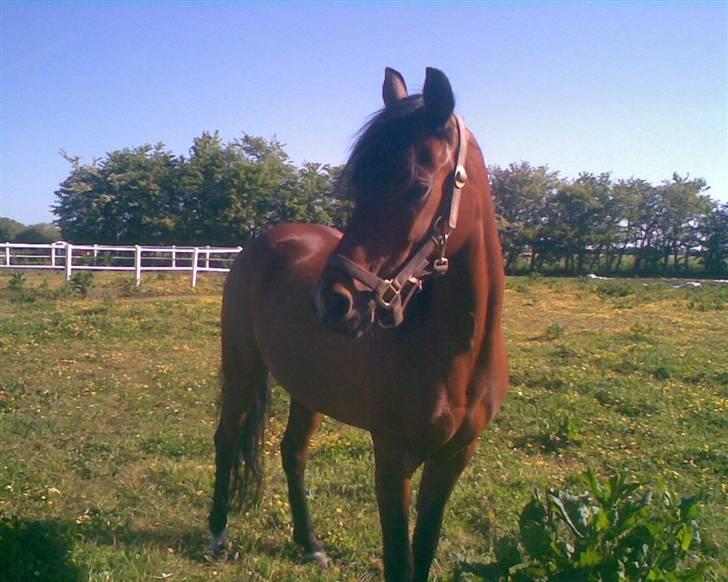 Welsh Partbred (Sec F) Clements Bambi - bambi på marken billede 16