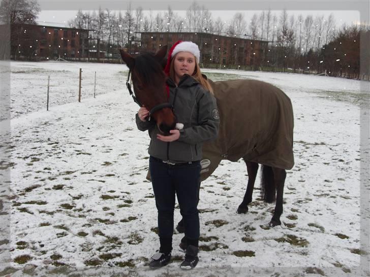 Welsh Cob (sec D) Bjerregårds Casanova  - verdens bedste pony og jeg.. julen 2008..  min skattemand... <333333333333333333 billede 8