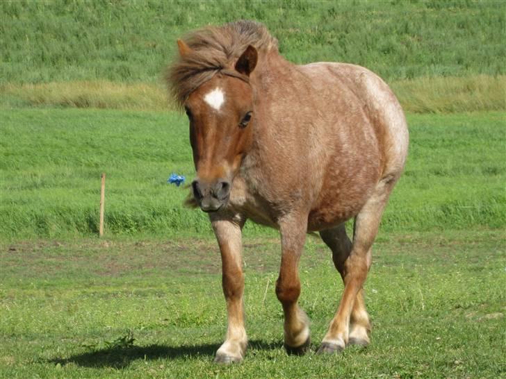 Anden særlig race Misty billede 11