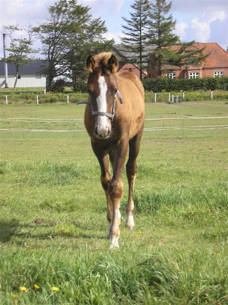 Anden særlig race Manifique Eto'o- SOLGT billede 19