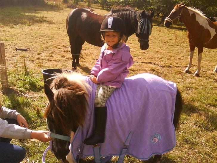 Shetlænder Plet billede 20