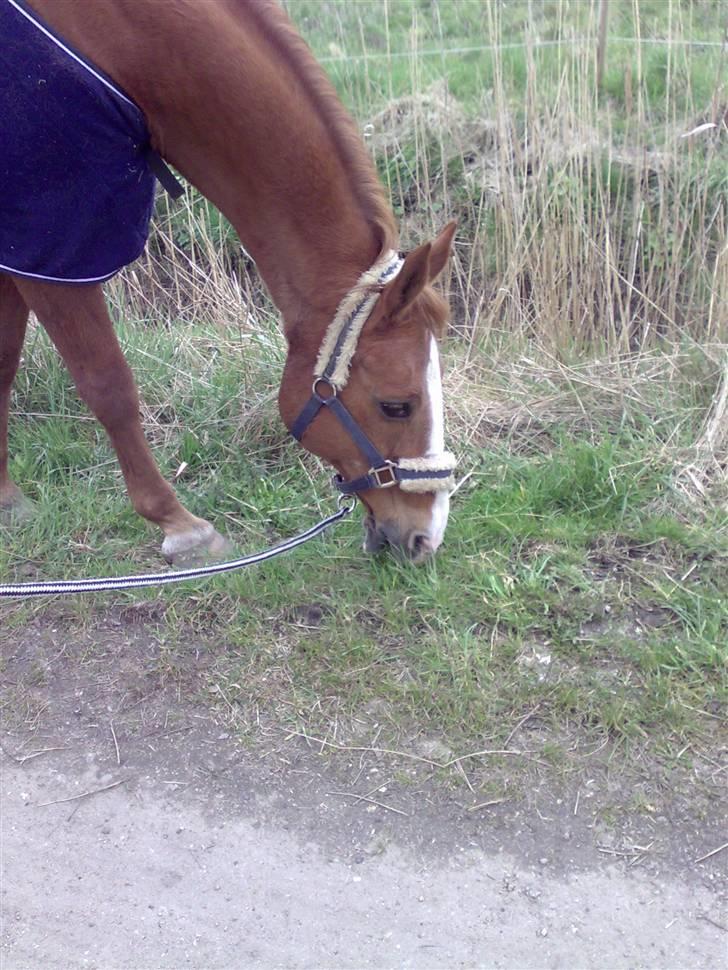 Anden særlig race Roland Garros R.I.P <3 - Hygge det kunne vi ;i du elskede græs :I Jeg elsker dig ... <3 billede 4