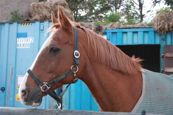 Anden særlig race Roland Garros R.I.P <3 - Min bedsteven, Mit alt, Du var min perfekte pony :´) Du lyttede, Jeg stolede på dig, Jeg lover aldrig at glemme dig ;i <3 billede 5