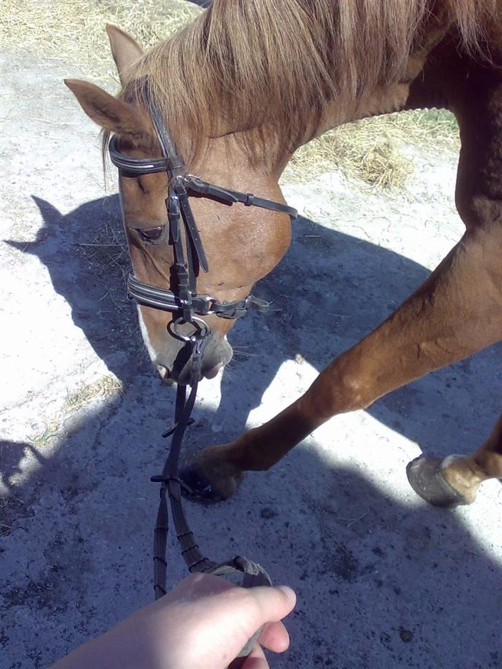 Anden særlig race Roland Garros R.I.P <3 - Min dejlig elskede pony <33 Du betyder så meget <3 billede 6