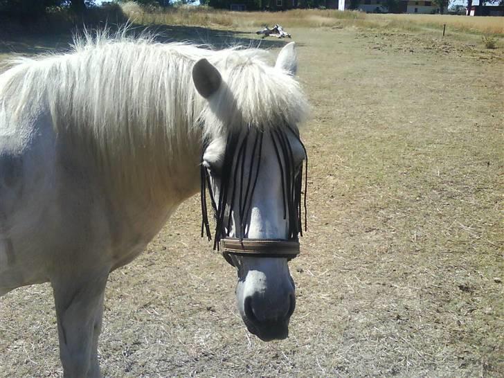 Islænder Fenja Fra Frijsbak - Fenja med fluepandebånd på Endelave  billede 7