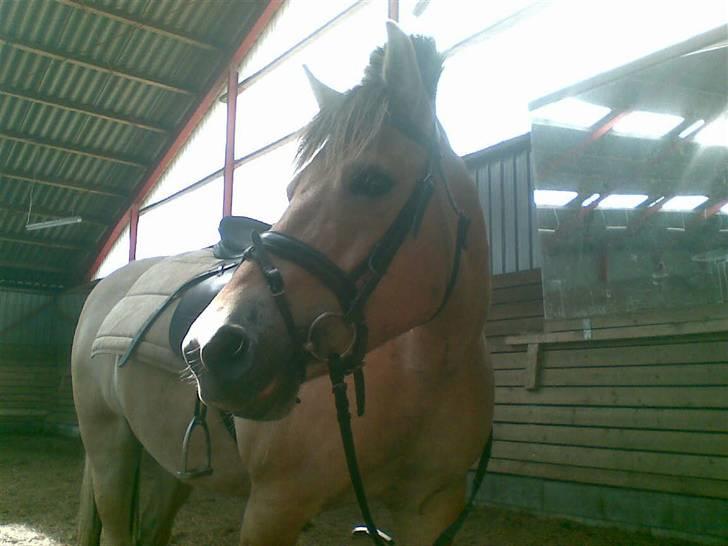 Fjordhest Pop (har passet) R.I.P<3 - taget idag <3 d. 2/8 o8 billede 7