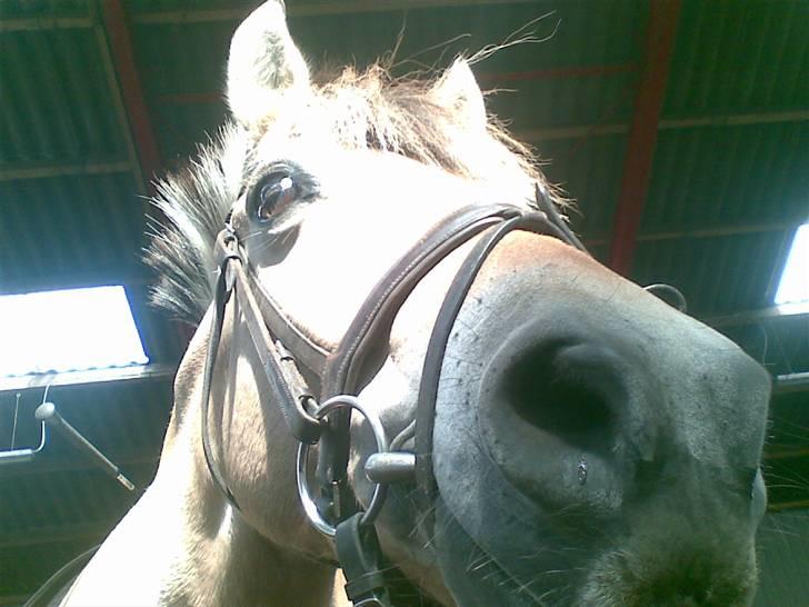 Fjordhest Pop (har passet) R.I.P<3 - taget idag <3 d. 2/8 o8 billede 8