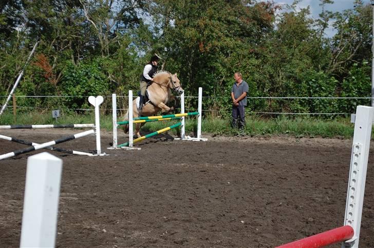 Fjordhest Pop (har passet) R.I.P<3 - L´F © billede 9