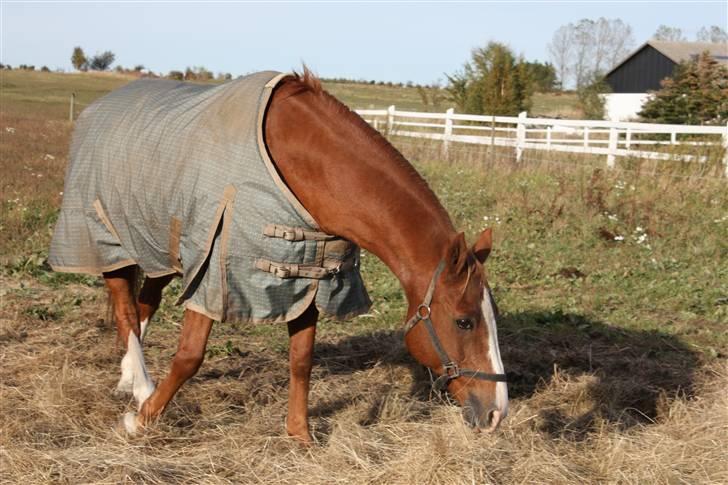 Anden særlig race Roland Garros R.I.P <3 - Foldbilled Du er bare min dejlige skaat <333 :b billede 7