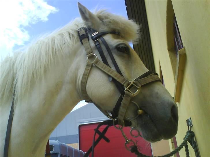 Islænder Fenja Fra Frijsbak - skulle vente herre lang tid på at vi måtte ride over og få undervisning billede 8