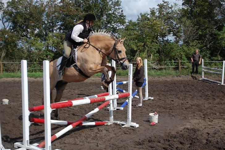 Fjordhest Pop (har passet) R.I.P<3 - L´F © billede 10