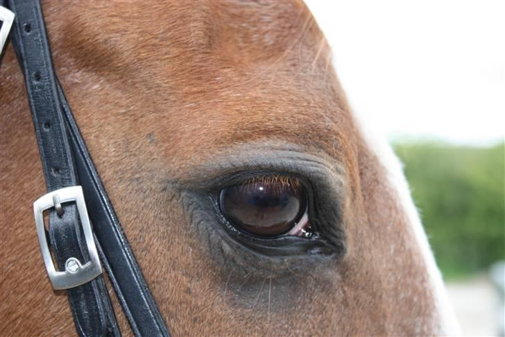 Anden særlig race Roland Garros R.I.P <3 - Det er de øjne jeg elsker og ser på hver dag og de øjne jeg stoler på <3333 billede 9