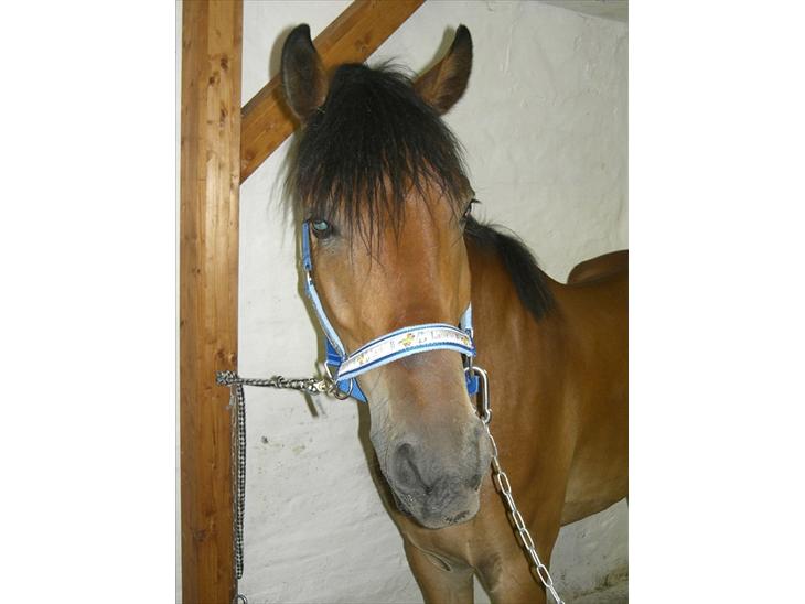 {{currentPhoto.altText}} billede {{currentPhoto.number}}