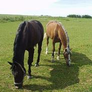 Anden særlig race Toscana