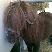 Miniature Mikkel Pony