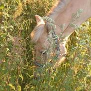 Fjordhest (Solgt)  Lukas    :(