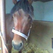 New Forest Østerlund's Lischa